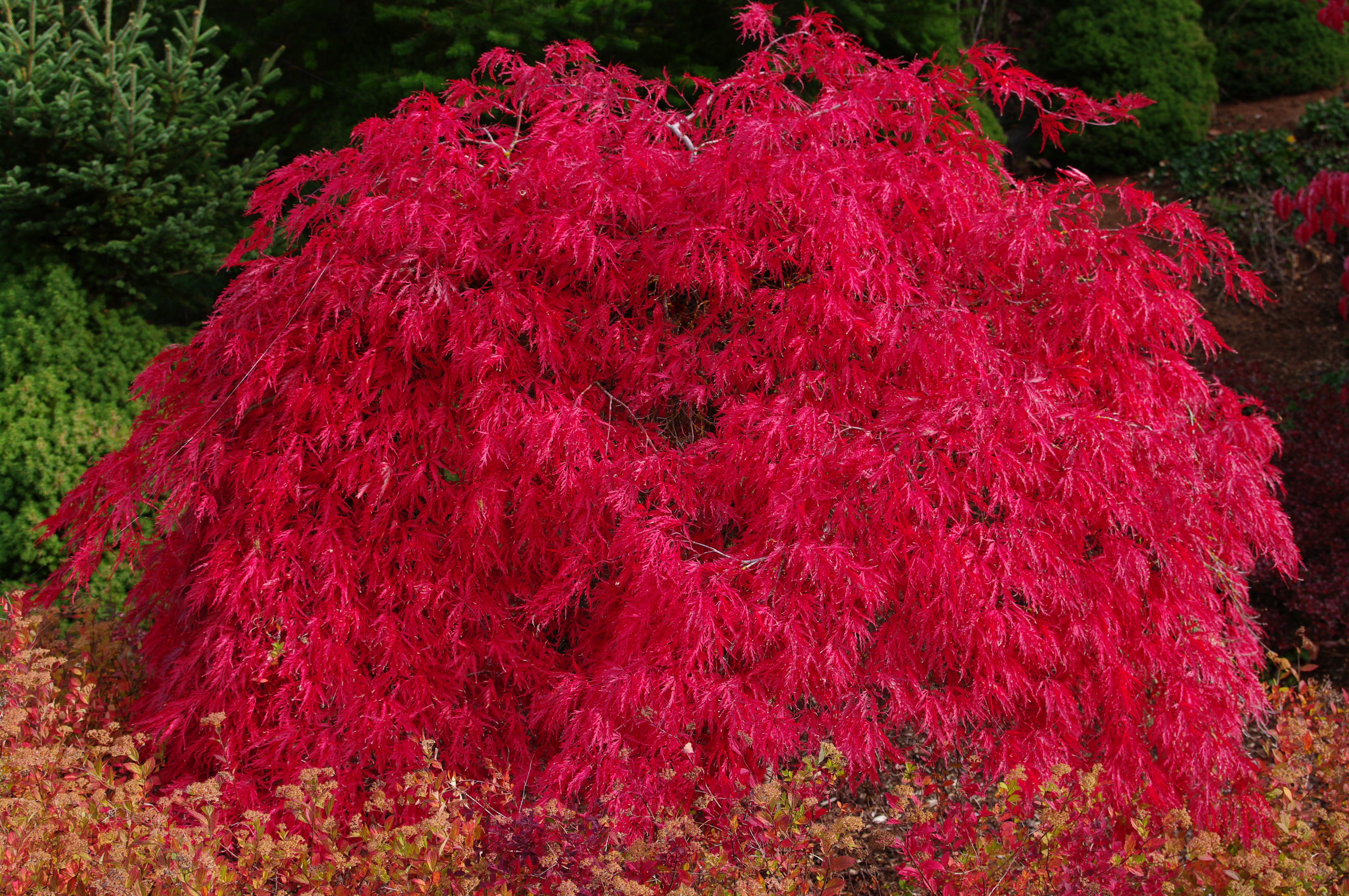 Red dragon plant care