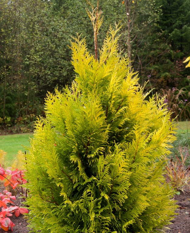 Thuja plicata Forever Goldy ('4ever') PP19267